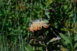 Protea